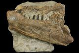 Cretaceous Monster Fish (Xiphactinus) Jaw - Kansas #115082-1